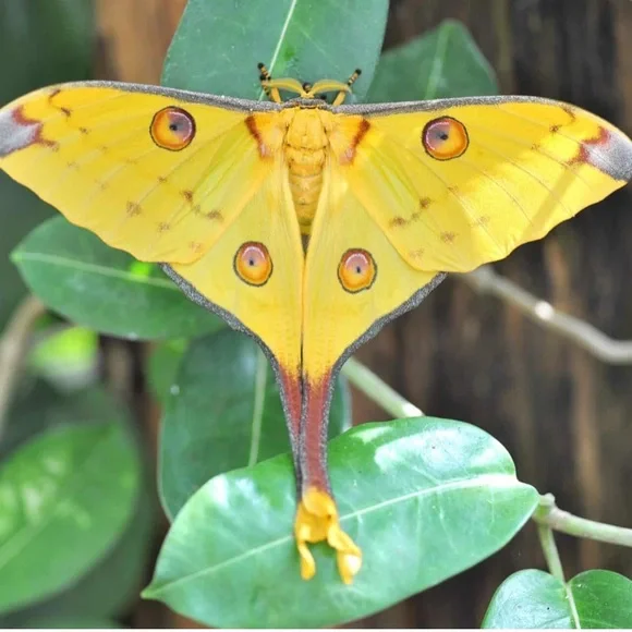 Skull moth earrings representing resilience - Picture 2 of 5